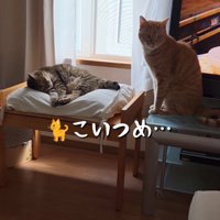 こちらを見つめる猫