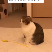 後ろを向く猫