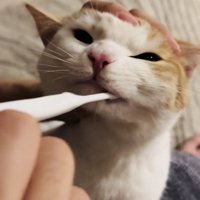 パパに歯磨きをされるマンチカン