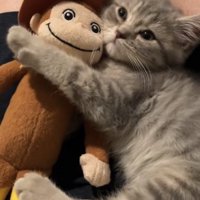 飼い主の膝の上でぬいぐるみを抱えて左前足を伸ばしている子猫