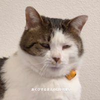 あくびが出ない猫