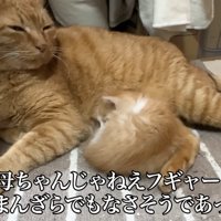 目を細める成猫