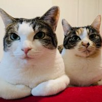 室内にいる猫