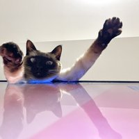 テレビで暖を取るすずりちゃん