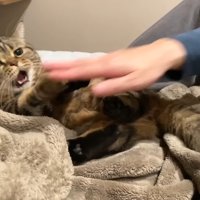 口を開けるメルくん