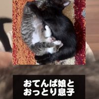 寝転ぶ2匹