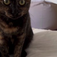 ベッドの上の猫