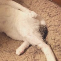 カメラの方へ伸ばされた猫の後ろ足