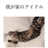 仰向けで寝る猫