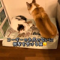 猫の下にやってきた犬