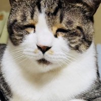 布団の上で眠いのを我慢するキジ白猫