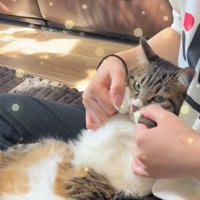 顔の横に手を置くポーズの猫