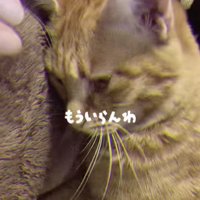 うつむく猫