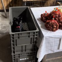 コンテナの中にいる黒猫