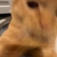 突撃する猫