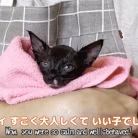 タオルに包まれる子猫