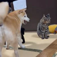 ももちゃにぺしっとする天ちゃん