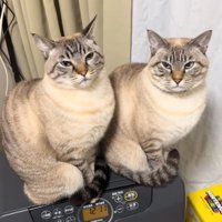 ストーブに乗る2匹の猫