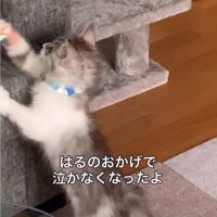ご飯を食べる子猫