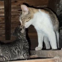 母猫に顔を近づける子猫