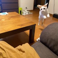 ジャンプする猫
