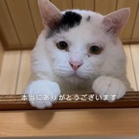 上から見下ろす猫