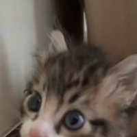 きょろきょろしている子猫