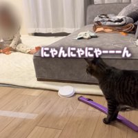 にゃんにゃにゃーーーん