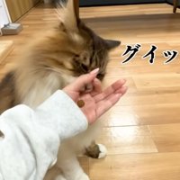 再び手輪っかに引っかかるぽこまるさん