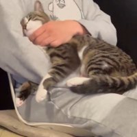 猫を抱っこし直す飼い主