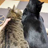 飼い主の膝の上でくつろぐ2匹の猫