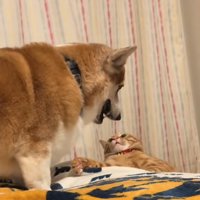 潰れる猫
