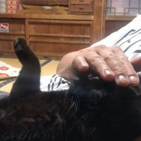 頭をなでなで