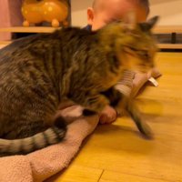 赤ちゃんから逃げる猫