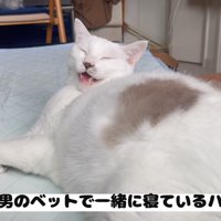 一緒に寝ているハクくん