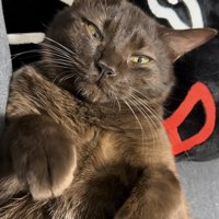 横になってくつろぐ保護猫