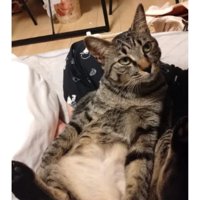 室内にいる猫
