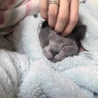 自分の服の中から顔を出している猫の額を撫でる飼い主