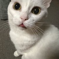 袋の音を聞いて舌が出る猫
