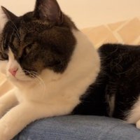 左向きで伏せをして撫でられる猫