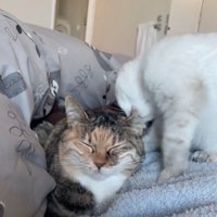 先輩猫の耳を噛む子猫