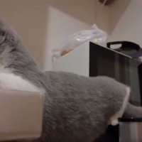 キッチンにいる猫