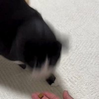 手から顔を離す猫