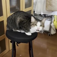 キッチンの椅子の上でママに向かって鳴くキジ白猫
