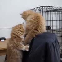 背もたれをのぼる子猫