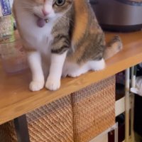 首をかしげている猫