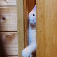 引き戸を開けようとするクリーム茶トラ猫