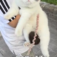 息子さんに抱っこされたブリティッシュショートヘア