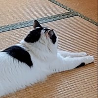 畳でくつろぐ猫の後頭部