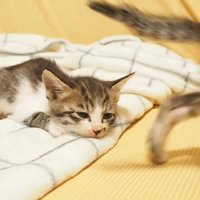 寝そうな猫
